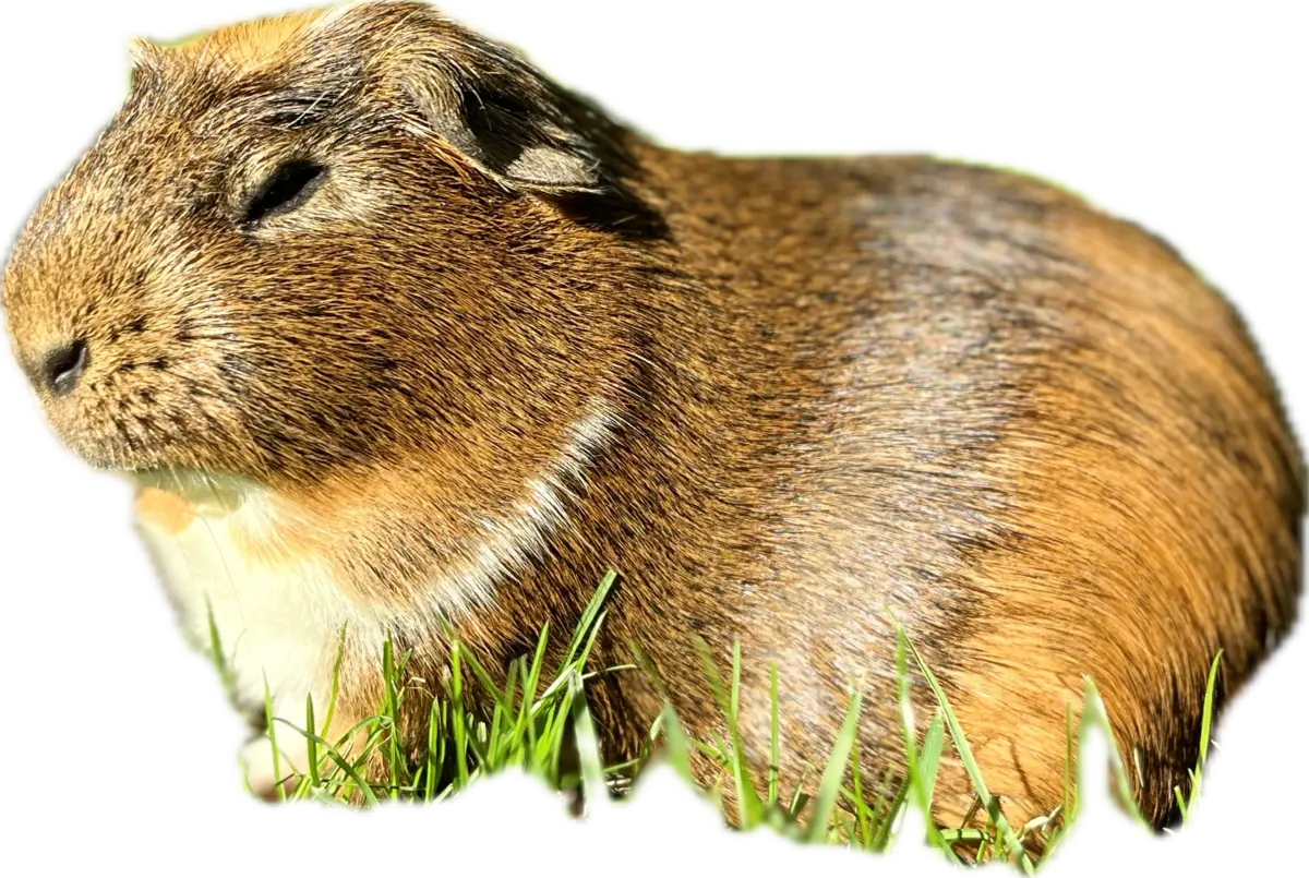 Gedi, the original Mister Fluffy Bottom
