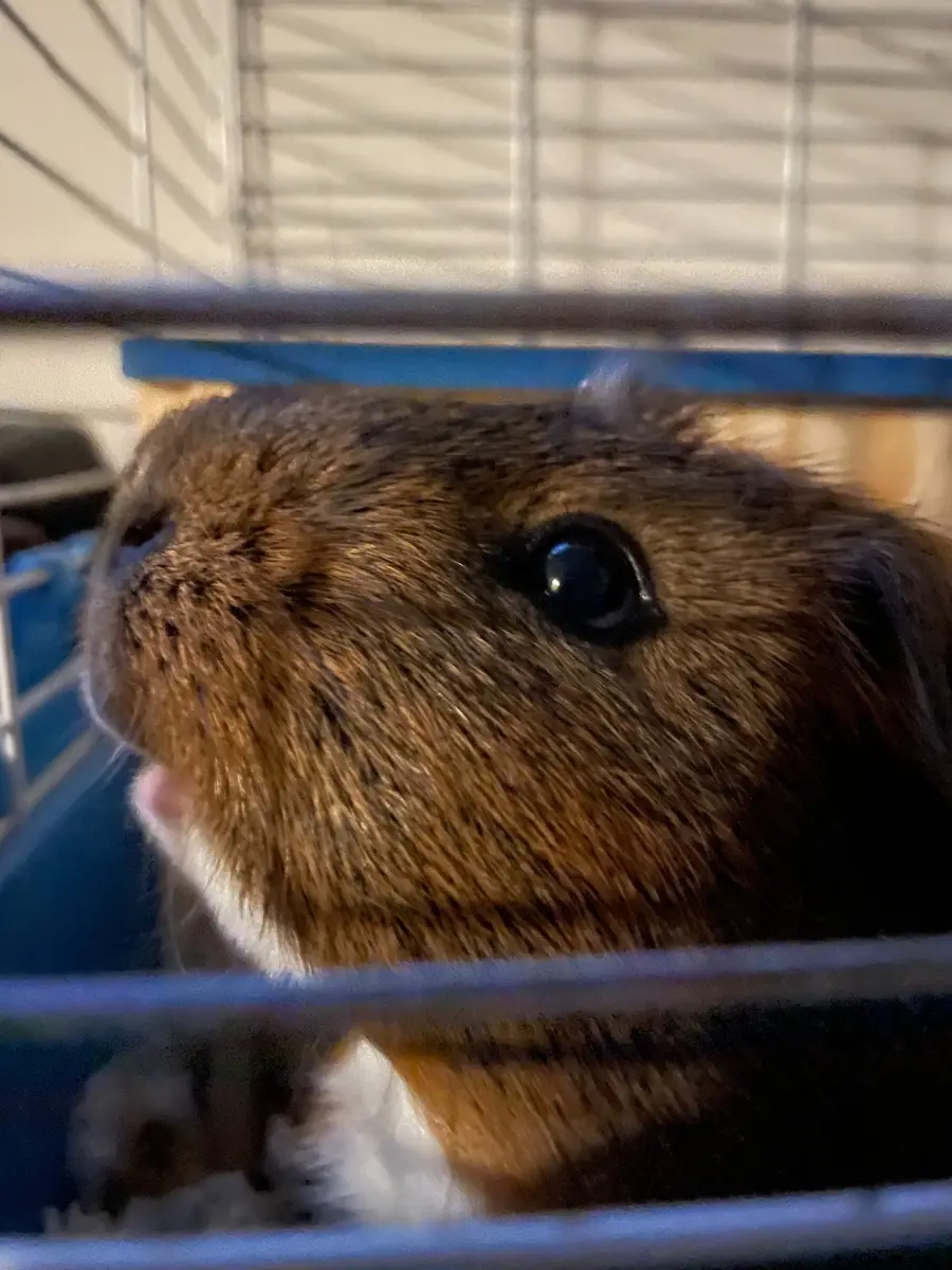 Close-up of Gedi appearing to give testimony